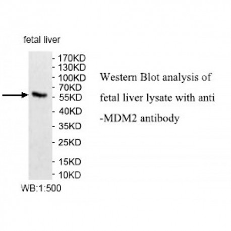 MDM2 Antibody