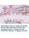 TNFRSF12 Antibody
