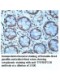 TNFRSF13B Antibody