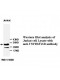 TNFRSF13B Antibody