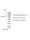 TNFRSF21 Antibody