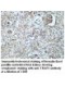 TRAP1 Antibody