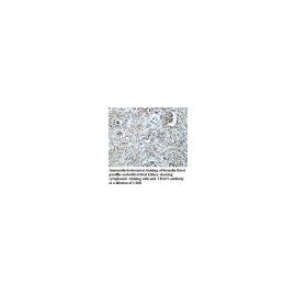 TRAP1 Antibody