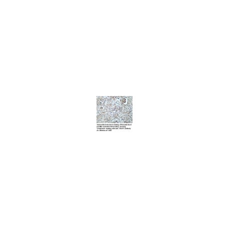 TRAP1 Antibody