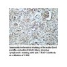 TRAP1 Antibody