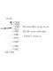TRAP1 Antibody