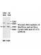 ACAT1 Antibody