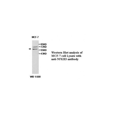NFKB3 Antibody