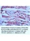 TRAIL Antibody