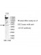 ATG5 Antibody