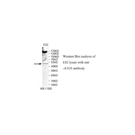 ATG5 Antibody