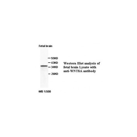 WNT8A Antibody