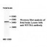 WNT8A Antibody