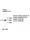 VEGF Gamma Antibody