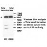 AASS Antibody
