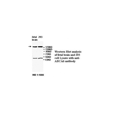 ABCA6 Antibody