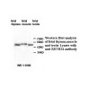ZBTB34 Antibody