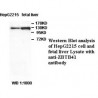 ZBTB41 Antibody