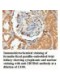 ZBTB42 Antibody