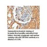 ZBTB42 Antibody