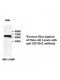 ZBTB42 Antibody