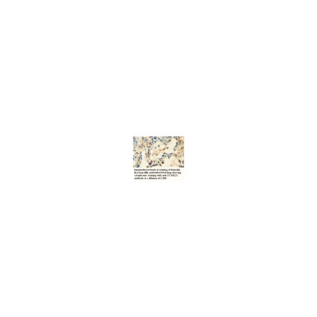 ZC3H12C Antibody