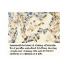 ZC3H12C Antibody