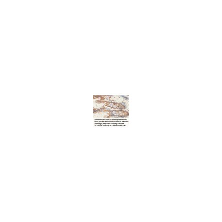 ZC3H12D Antibody