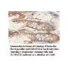 ZC3H12D Antibody