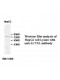 ACCSL Antibody