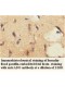 ADO Antibody