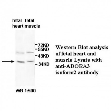 ADORA3 Isoform 2 Antibody