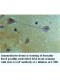 AGAP4 Antibody
