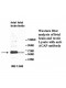 AGAP4 Antibody