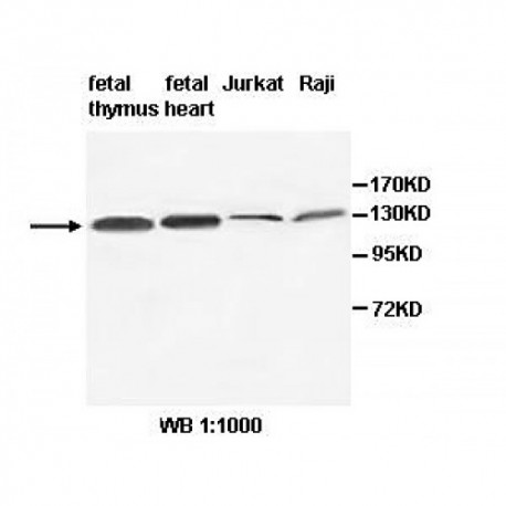 AFF3 Antibody