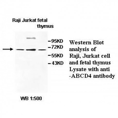 ABCD4 Antibody