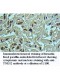 TNKS2 Antibody