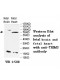 TRIM3 Antibody