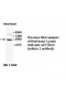 ADORA3 Isoform 1 Antibody