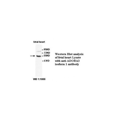 ADORA3 Isoform 1 Antibody