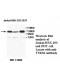 ABCB1 Antibody