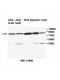 TRIM3 Antibody
