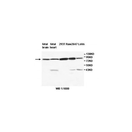 TRIM3 Antibody