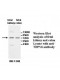 TRPV6 Antibody