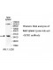 XCR1 Antibody