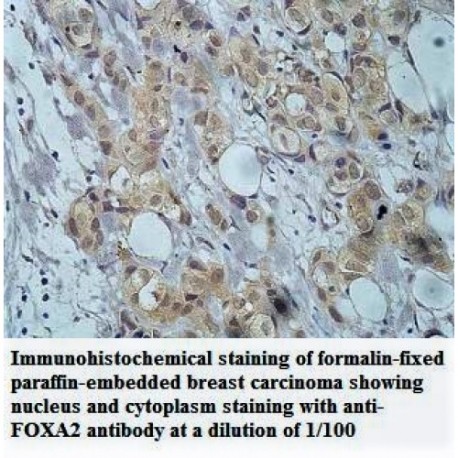 FOXA2 Antibody