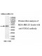 FOXA2 Antibody