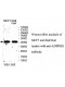 ADIPOR1 Antibody