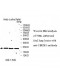 UBE2E1 Antibody