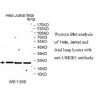 UBE2E1 Antibody
